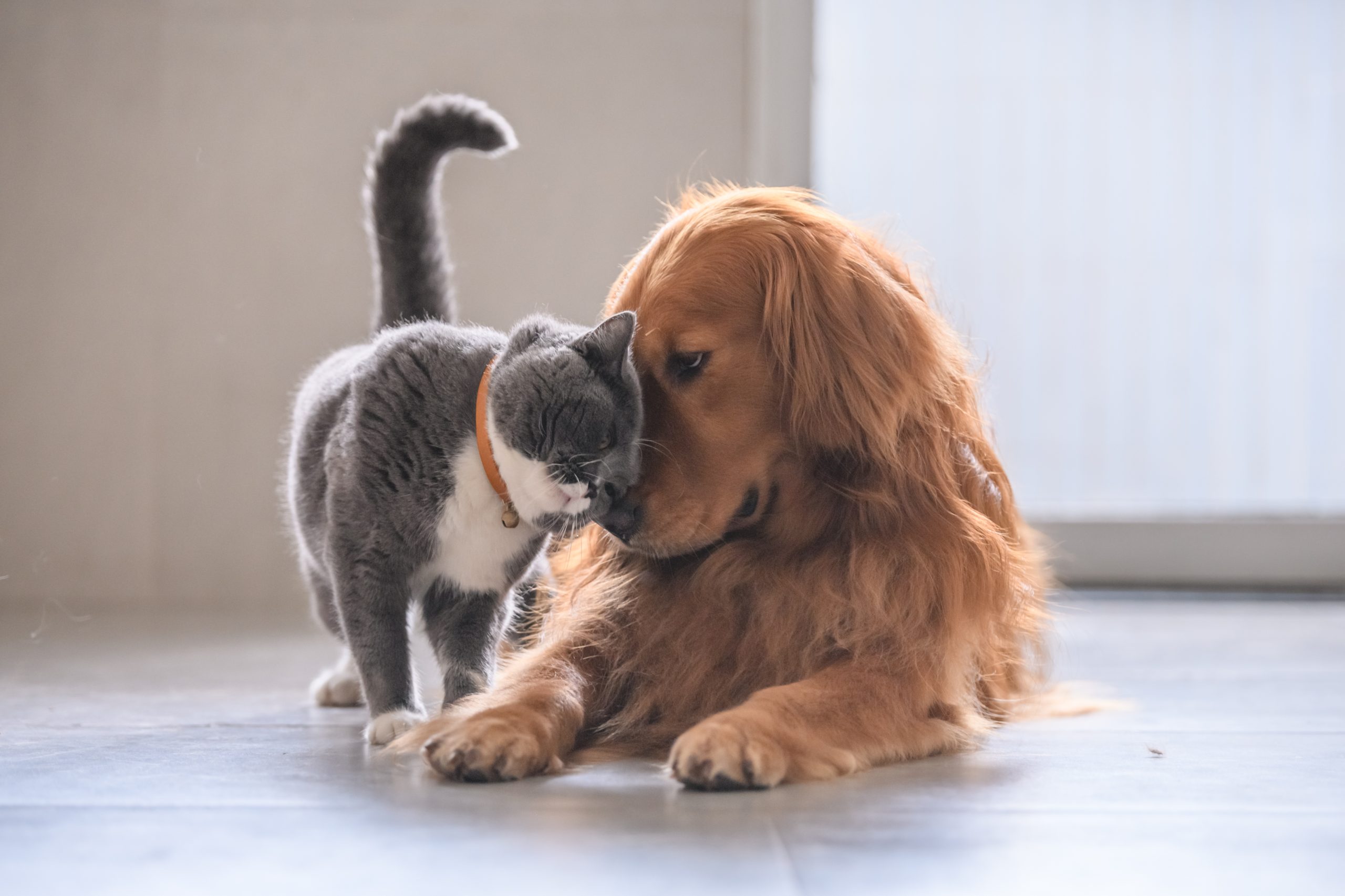 Pets nuzzling each other